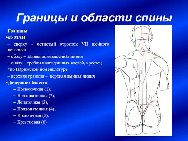 Границы и области спины Границы по МАН – сверху – остистый отросток