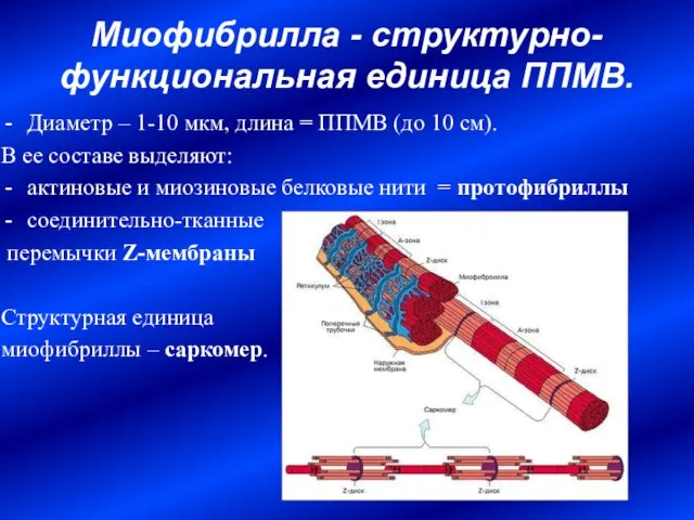 Миофибрилла - структурно-функциональная единица ППМВ. Диаметр – 1-10 мкм, длина = ППМВ