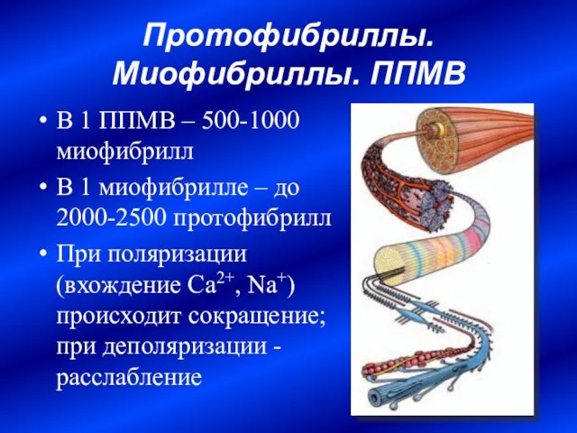 Протофибриллы. Миофибриллы. ППМВ В 1 ППМВ – 500-1000 миофибрилл В 1 миофибрилле