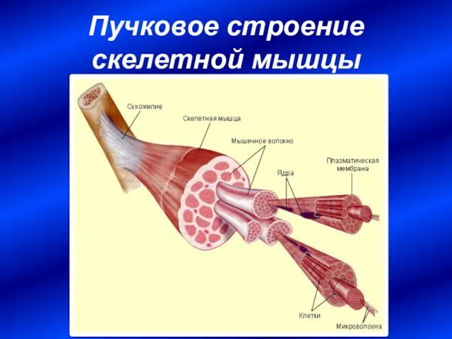 Пучковое строение скелетной мышцы