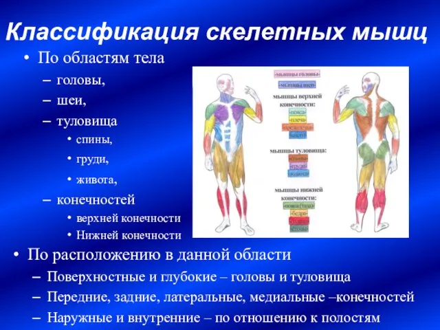 Классификация скелетных мышц По областям тела головы, шеи, туловища спины, груди, живота,