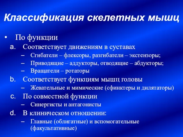 По функции Соответствует движениям в суставах Сгибатели – флексоры, разгибатели – экстензоры;