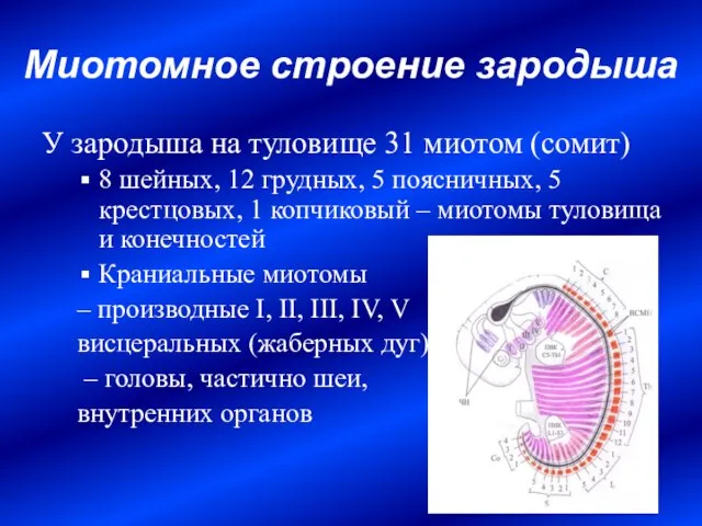 Миотомное строение зародыша У зародыша на туловище 31 миотом (сомит) 8 шейных,