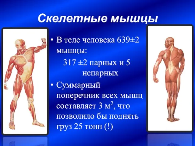 Скелетные мышцы В теле человека 639±2 мышцы: 317 ±2 парных и 5