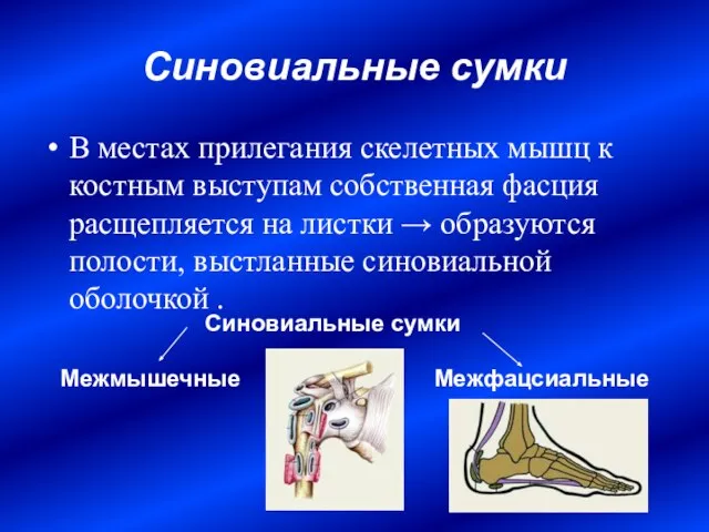 Синовиальные сумки В местах прилегания скелетных мышц к костным выступам собственная фасция