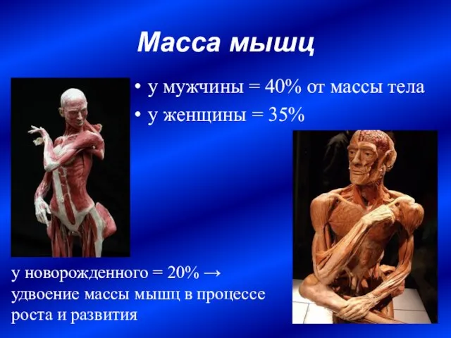 Масса мышц у мужчины = 40% от массы тела у женщины =