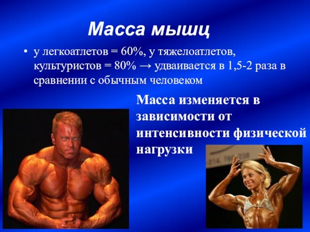Масса мышц у легкоатлетов = 60%, у тяжелоатлетов, культуристов = 80% →