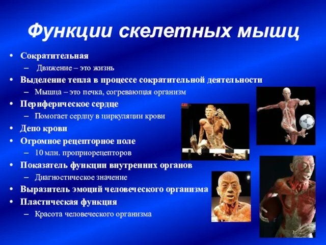 Функции скелетных мышц Сократительная Движение – это жизнь Выделение тепла в процессе