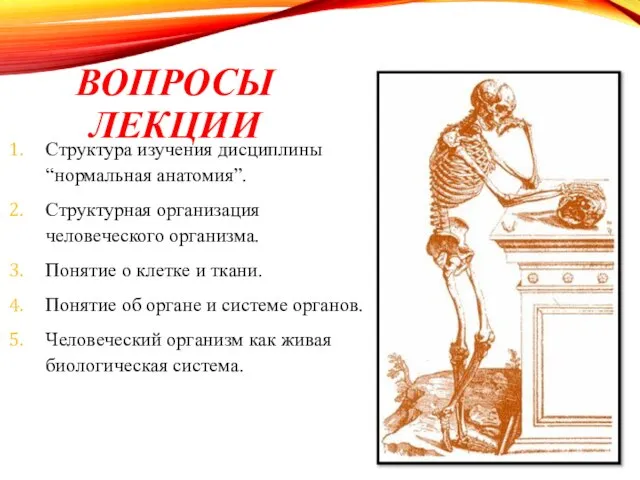 ВОПРОСЫ ЛЕКЦИИ Структура изучения дисциплины “нормальная анатомия”. Структурная организация человеческого организма. Понятие