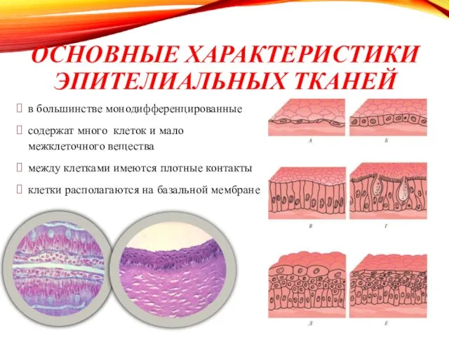 ОСНОВНЫЕ ХАРАКТЕРИСТИКИ ЭПИТЕЛИАЛЬНЫХ ТКАНЕЙ в большинстве монодифференцированные содержат много клеток и мало