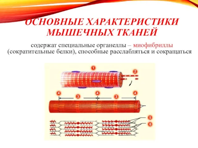 ОСНОВНЫЕ ХАРАКТЕРИСТИКИ МЫШЕЧНЫХ ТКАНЕЙ содержат специальные органеллы – миофибриллы (сократительные белки), способные расслабляться и сокращаться