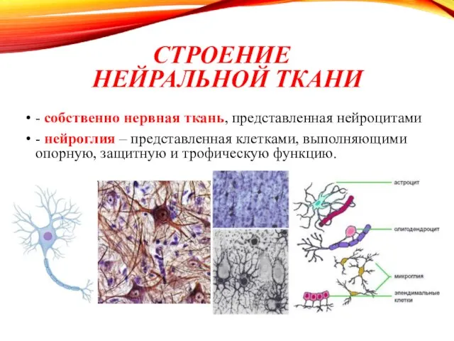 СТРОЕНИЕ НЕЙРАЛЬНОЙ ТКАНИ - собственно нервная ткань, представленная нейроцитами - нейроглия –