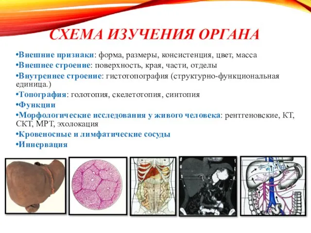 СХЕМА ИЗУЧЕНИЯ ОРГАНА Внешние признаки: форма, размеры, консистенция, цвет, масса Внешнее строение: