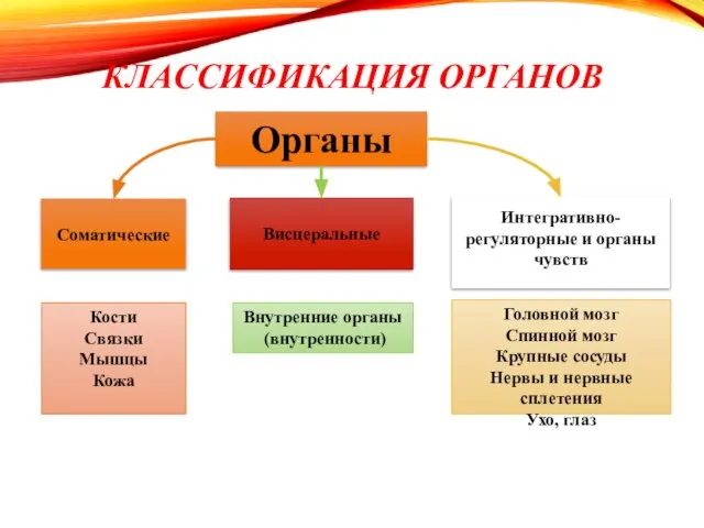 КЛАССИФИКАЦИЯ ОРГАНОВ Органы Соматические Висцеральные Кости Связки Мышцы Кожа Внутренние органы (внутренности)