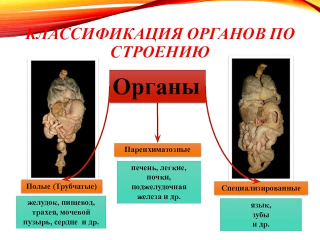 КЛАССИФИКАЦИЯ ОРГАНОВ ПО СТРОЕНИЮ Органы Полые (Трубчатые) Паренхиматозные Специализированные желудок, пищевод, трахея,