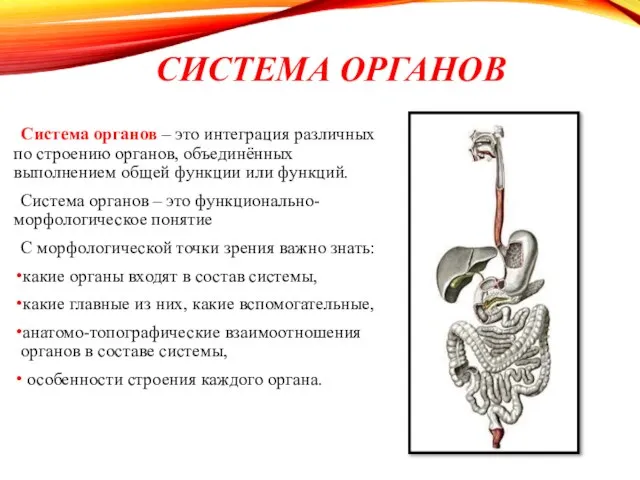 СИСТЕМА ОРГАНОВ Система органов – это интеграция различных по строению органов, объединённых