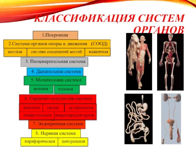 КЛАССИФИКАЦИЯ СИСТЕМ ОРГАНОВ 1.Покровная 2.Система органов опоры и движения (СООД) костная система