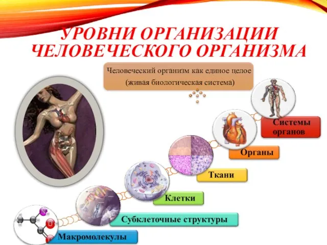 УРОВНИ ОРГАНИЗАЦИИ ЧЕЛОВЕЧЕСКОГО ОРГАНИЗМА