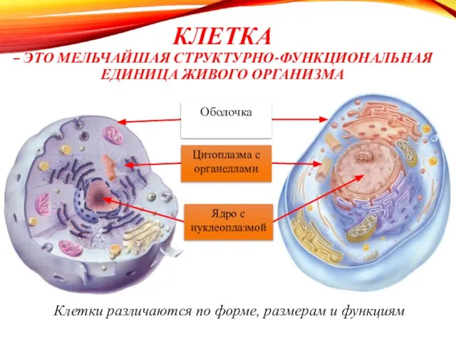 КЛЕТКА – ЭТО МЕЛЬЧАЙШАЯ СТРУКТУРНО-ФУНКЦИОНАЛЬНАЯ ЕДИНИЦА ЖИВОГО ОРГАНИЗМА Клетки различаются по форме,