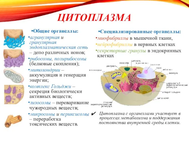 ЦИТОПЛАЗМА Общие органеллы: агранулярная и гранулярная эндоплазматическая сеть – депо различных ионов;