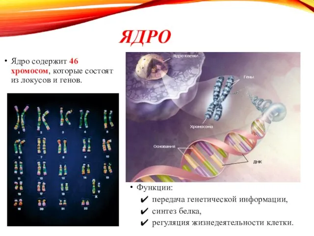 ЯДРО Ядро содержит 46 хромосом, которые состоят из локусов и генов. Функции: