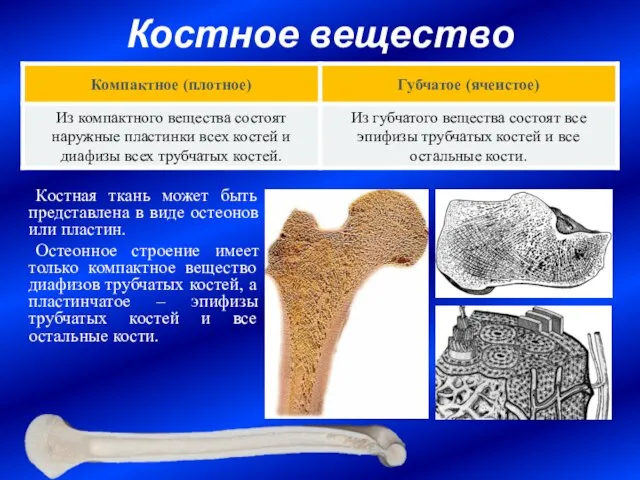 Костное вещество Костная ткань может быть представлена в виде остеонов или пластин.