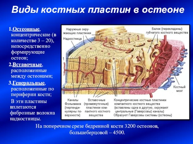 Виды костных пластин в остеоне Остеонные, концентрические (в количестве 3 – 20),