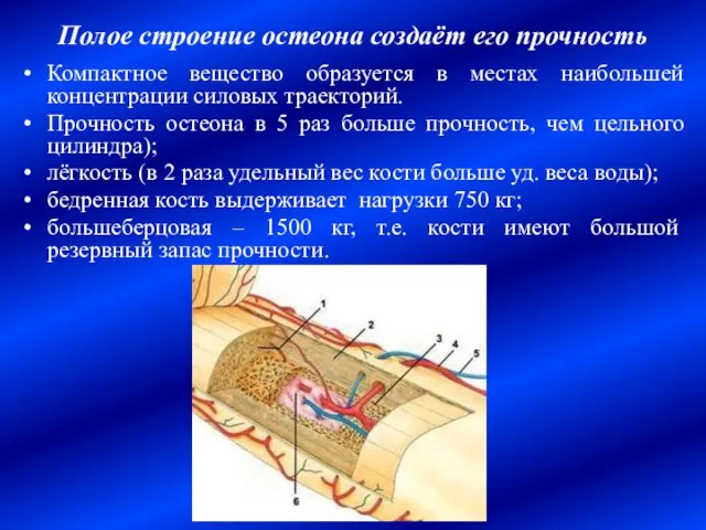 Компактное вещество образуется в местах наибольшей концентрации силовых траекторий. Прочность остеона в