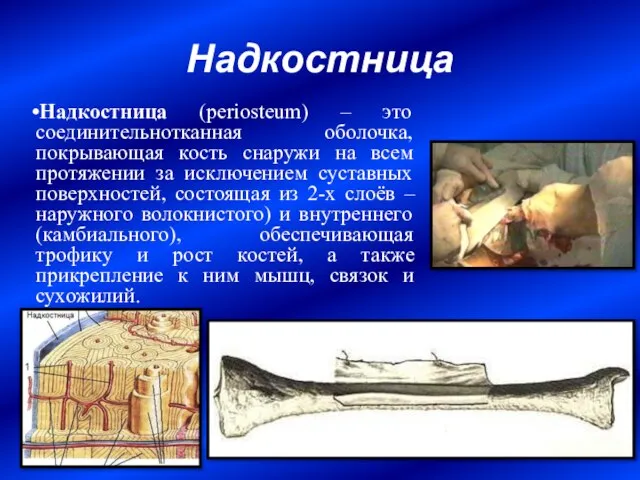 Надкостница Надкостница (periosteum) – это соединительнотканная оболочка, покрывающая кость снаружи на всем