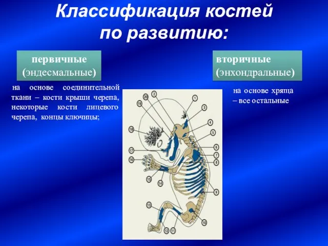 Классификация костей по развитию: первичные (эндесмальные) вторичные (энхондральные) на основе соединительной ткани