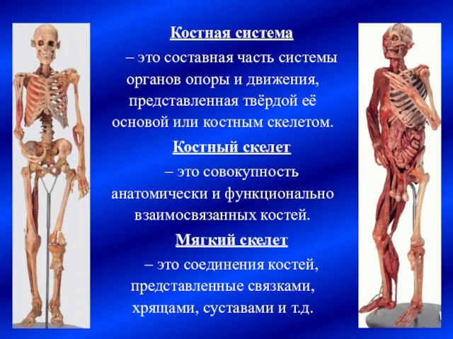 Костная система – это составная часть системы органов опоры и движения, представленная