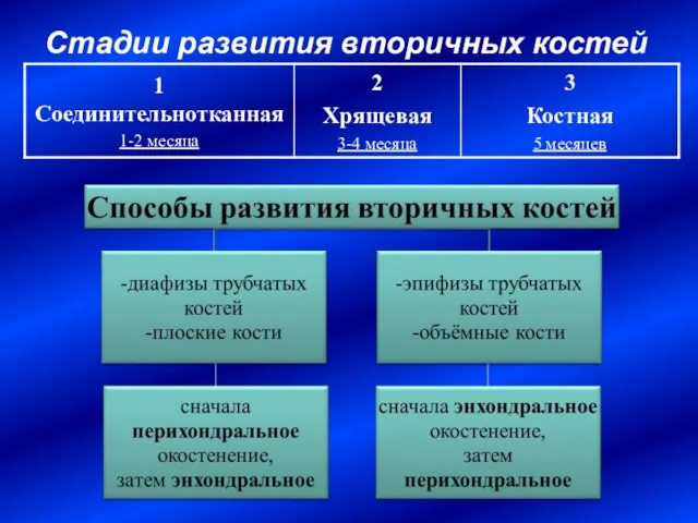 Стадии развития вторичных костей