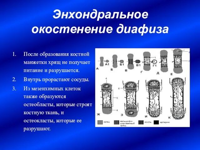 Энхондральное окостенение диафиза После образования костной манжетки хрящ не получает питание и