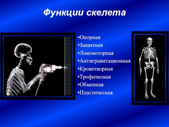 Функции скелета Опорная Защитная Локомоторная Антигравитационная Кроветворная Трофическая Обменная Пластическая