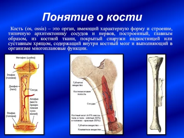 Понятие о кости Кость (os, ossis) – это орган, имеющий характерную форму