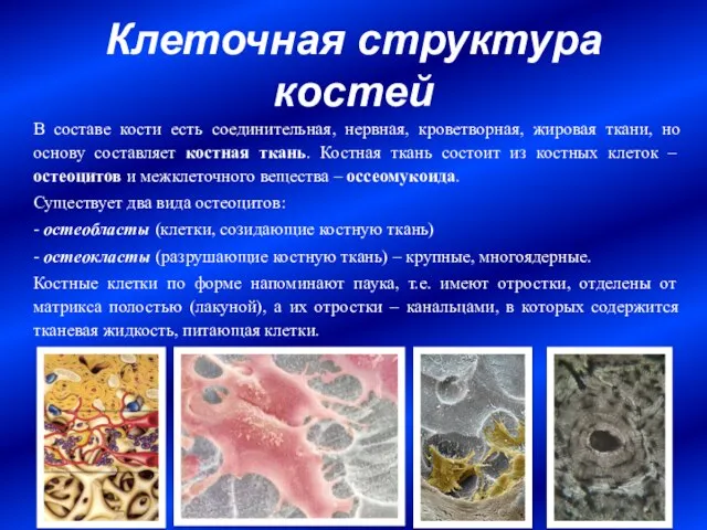 Клеточная структура костей В составе кости есть соединительная, нервная, кроветворная, жировая ткани,