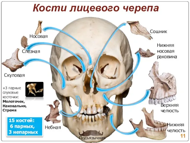 Кости лицевого черепа Носовая Слезная Скуловая Нижняя носовая раковина Сошник Небная Подъязычная