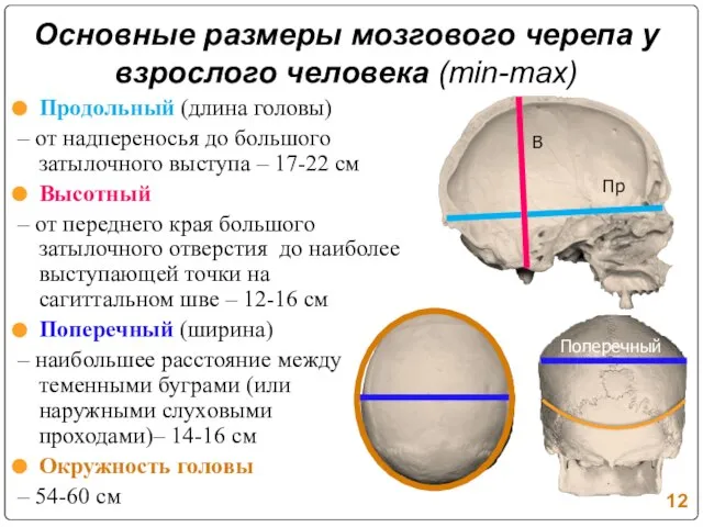 Основные размеры мозгового черепа у взрослого человека (min-max) Продольный (длина головы) –