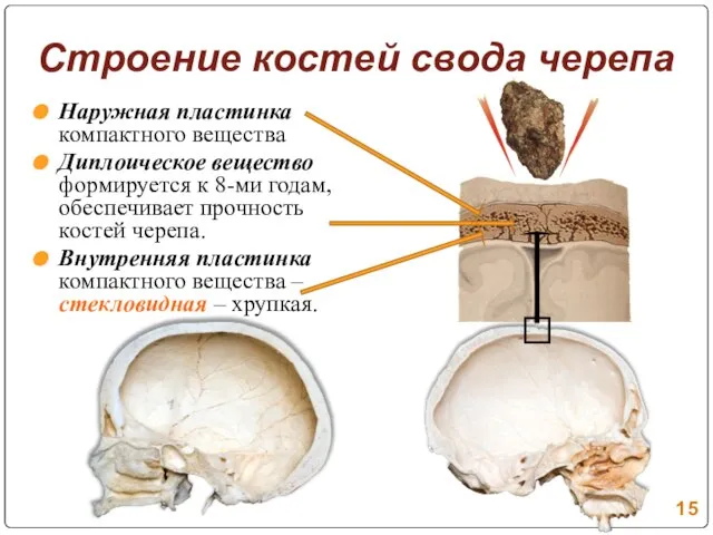 Строение костей свода черепа Наружная пластинка компактного вещества Диплоическое вещество формируется к