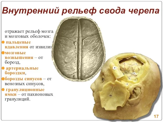 Внутренний рельеф свода черепа отражает рельеф мозга и мозговых оболочек: пальцевые вдавления