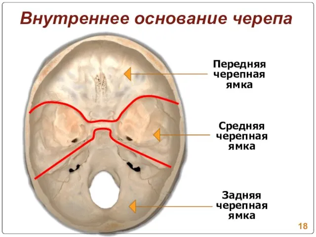 Внутреннее основание черепа Передняя черепная ямка Средняя черепная ямка Задняя черепная ямка