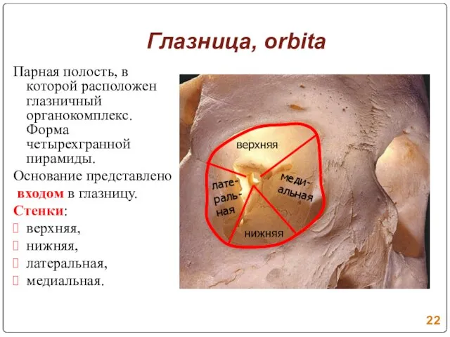 Глазница, orbita Парная полость, в которой расположен глазничный органокомплекс. Форма четырехгранной пирамиды.