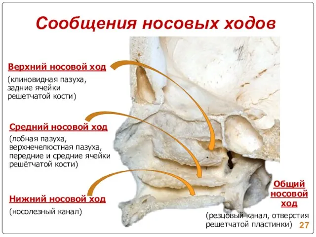 Сообщения носовых ходов (лобная пазуха, верхнечелюстная пазуха, передние и средние ячейки решётчатой