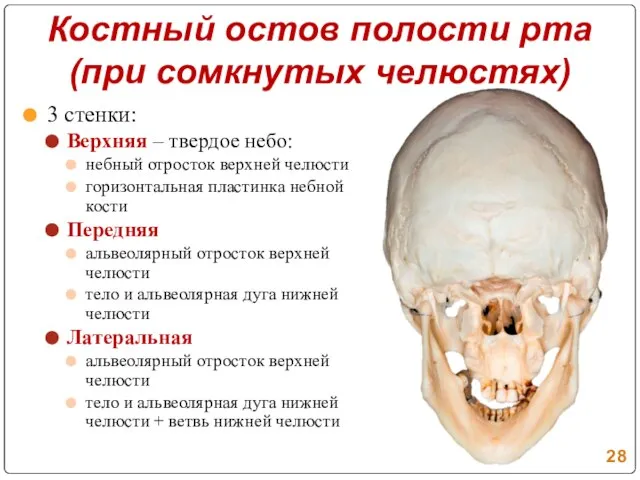 Костный остов полости рта (при сомкнутых челюстях) 3 стенки: Верхняя – твердое