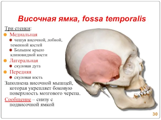 Височная ямка, fossa temporalis Три стенки: Медиальная чешуя височной, лобной, теменной костей