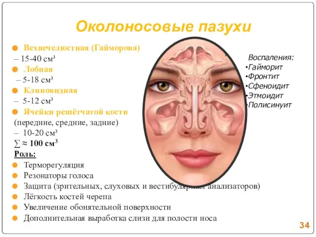 Околоносовые пазухи Вехнечелюстная (Гайморова) – 15-40 см³ Лобная – 5-18 см³ Клиновидная