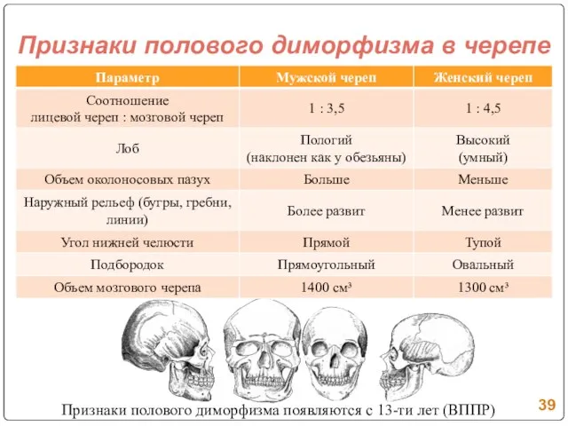 Признаки полового диморфизма в черепе Признаки полового диморфизма появляются с 13-ти лет (ВППР)