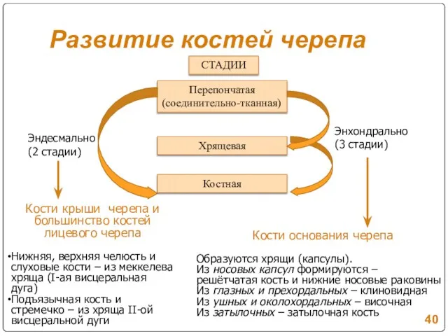 Развитие костей черепа Перепончатая (соединительно-тканная) Хрящевая Костная Энхондрально (3 стадии) Кости крыши