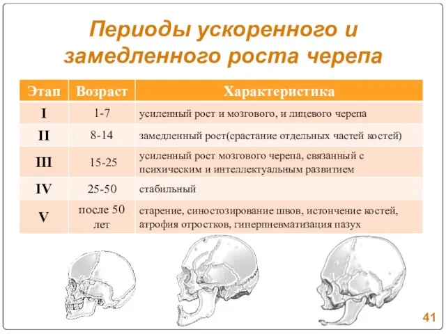 Периоды ускоренного и замедленного роста черепа