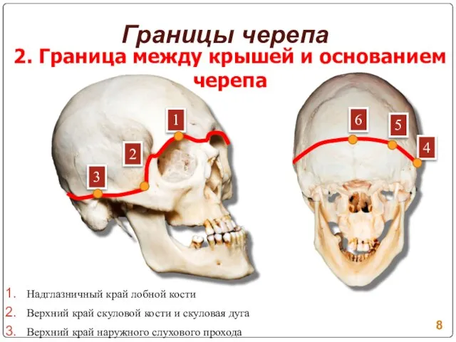 Границы черепа 2. Граница между крышей и основанием черепа Надглазничный край лобной